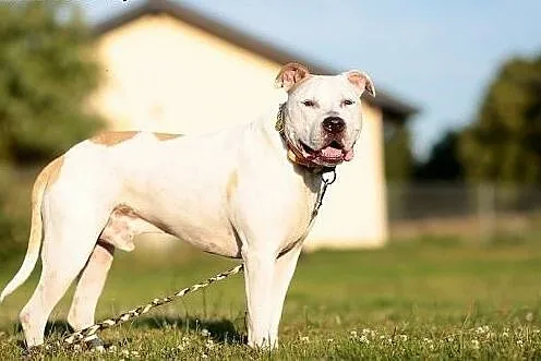 Domowy amstaff Nero szuka domu - ADOPCJA,  Amstaff