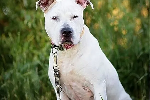 Domowy amstaff Nero szuka domu - ADOPCJA,  Amstaff