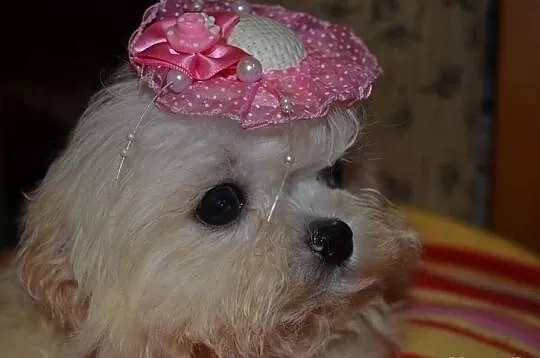 Maltipoo pudelek toy maltańczyk