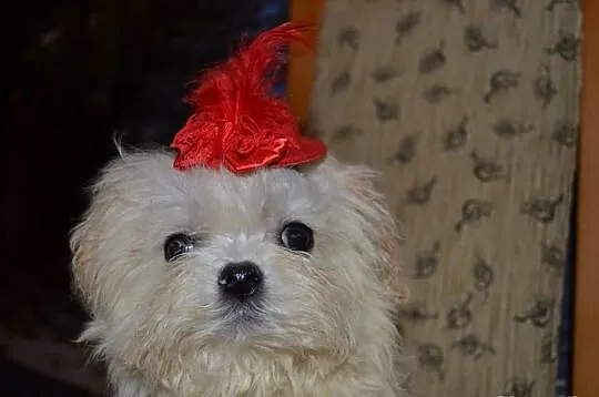 Maltipoo pudelek toy maltańczyk