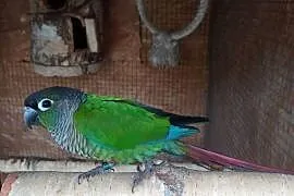 Rudosterki dobrana para po udanych lęgach