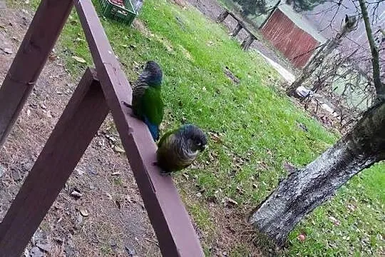 Rudosterki dobrana para po udanych lęgach, Śląskie, Bełsznica