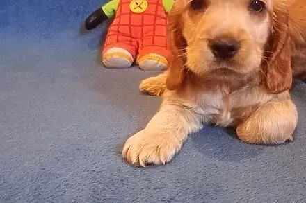 Cocker spaniel angielski