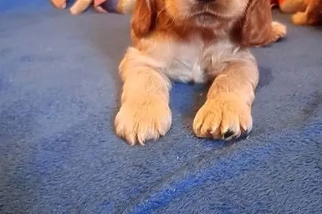 Cocker spaniel angielski, Łódzkie, Krzyżanów