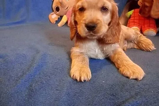 Cocker spaniel angielski, Łódzkie, Krzyżanów