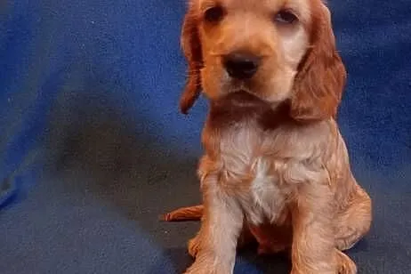 Cocker spaniel angielski, Łódzkie, Krzyżanów