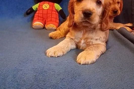Cocker spaniel angielski, Łódzkie, Krzyżanów
