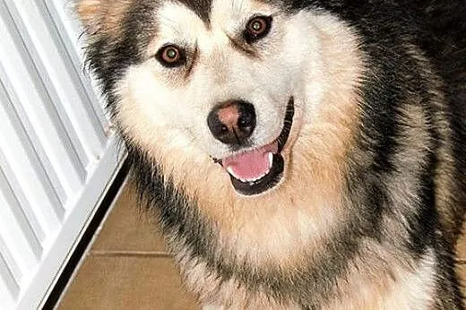 Oaza łagodności, wspaniały Kieł - husky szuka domu!, Kundelki cała Polska