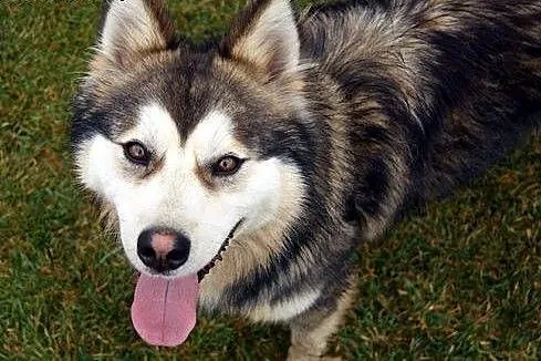 Oaza łagodności, wspaniały Kieł - husky szuka domu