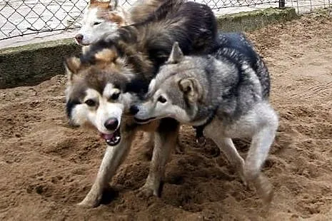 Oaza łagodności, wspaniały Kieł - husky szuka domu
