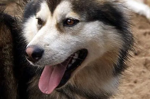 Oaza łagodności, wspaniały Kieł - husky szuka domu
