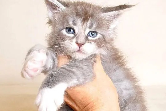 Przepiękny kocurek Maine Coon z Rodowodem PZF/WCF