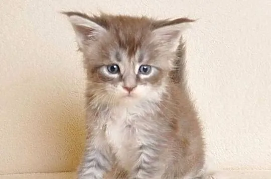 Przepiękny kocurek Maine Coon z Rodowodem PZF/WCF, Podlaskie, Białystok