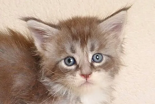 Przepiękny kocurek Maine Coon z Rodowodem PZF/WCF, Podlaskie, Białystok