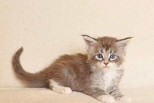 Przepiękny kocurek Maine Coon z Rodowodem PZF/WCF, Podlaskie, Białystok