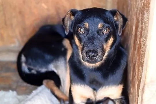 Suczka,łagodna,delikatna,sterylizowana,grzeczna,mała CEUTA.Adopcja., Łódzkie, Łódź