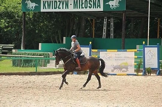 Indywidualne treningi w stajni pod Warszawą, Mazowieckie, Józefów