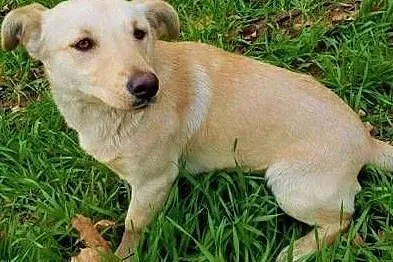 PUNIA - 8 miesięczna, piękna sunia nie radzi sobie w schronisku, ADOPTUJ,