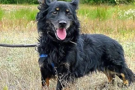 Puszek kłębuszek pilnie do adopcji, śląskie Katowice