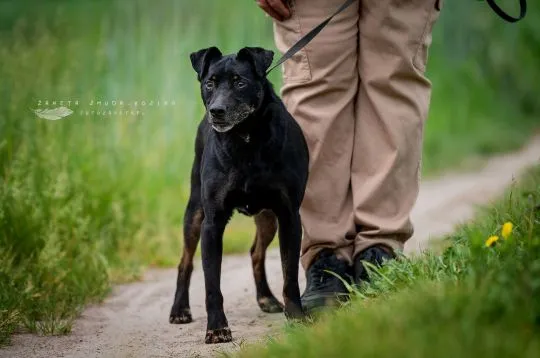 Kuba - spokojny, łagodny psiak szuka PILNIE domu!  Kuba ma ok 13 lat i waży 11 kg, całe swoje życie, , Warszawa