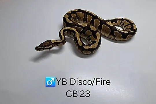 Pyton królewski (regius) samiec yb disco/fire