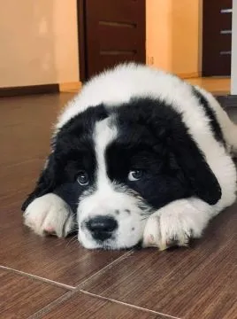Landseer, Zapowiedź miotu, szczeniak, pies, suka, ZKwP/FCI,