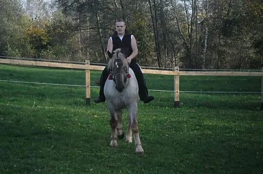Sprzedam ogierka zimnokrwistego
