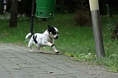 2 miesięczny Hubi szuka domu!,  mazowieckie Warszawa, Mazowieckie, Warszawa