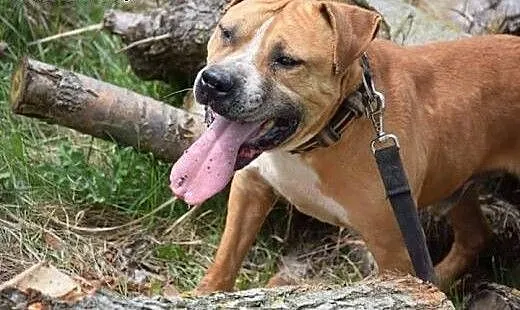 Rudi,tak bardzo potrzebuje swojego człowieka., Am