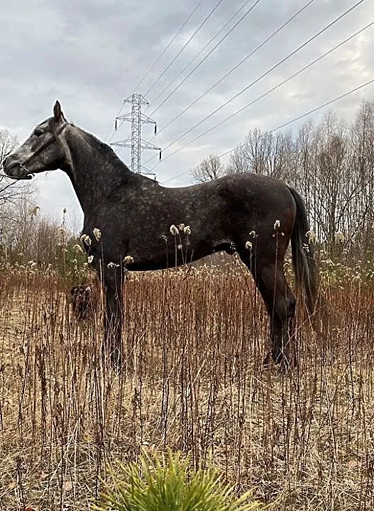 PIRACIK – 4 letni ogier czystej krwi arabskiej, ,