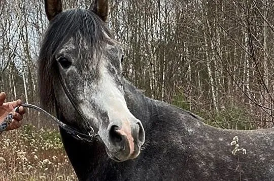 PIRACIK – 4 letni ogier czystej krwi arabskiej, , 