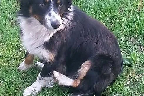 Mały Manti do adopcji ,  mazowieckie Warszawa
