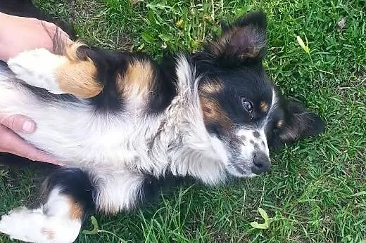 Mały Manti do adopcji ,  mazowieckie Warszawa