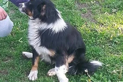 Mały Manti do adopcji ,  mazowieckie Warszawa