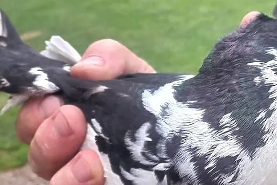 Sprzedam gołębie zamojskie, Lubelskie, Dołhobyczów