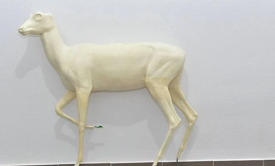 Sarna / Rogacz medalion Taxidermy, Preparowanie, odlew, Zachodniopomorskie, Szczecin