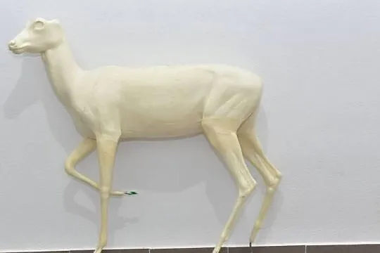 Sarna / Rogacz medalion Taxidermy, Preparowanie, odlew