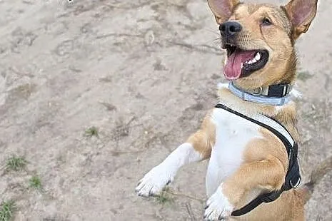 Będzie Twoim najlepszym przyjacielem,  śląskie Kat
