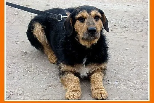 Grube łapki,krępa budowa,wesoły,przyjazny pies GON