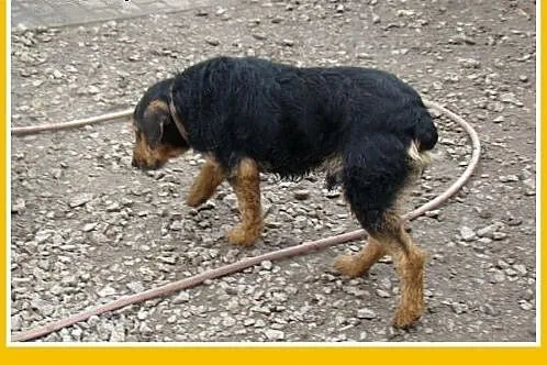 Grube łapki,krępa budowa,wesoły,przyjazny pies GON