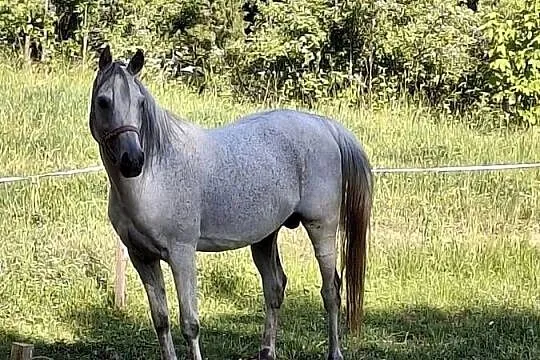 Sprzedam ogra Czysta Krew Arabska