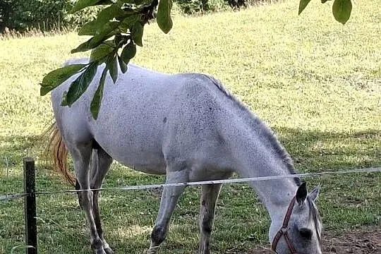 Sprzedam ogra Czysta Krew Arabska, Małopolskie, Bukowina Tatrzańska