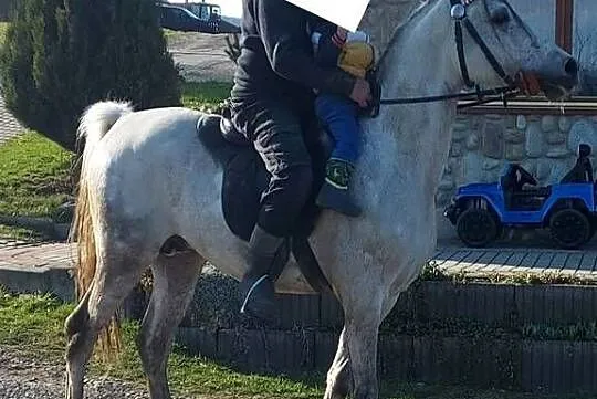 Sprzedam ogra Czysta Krew Arabska, Małopolskie, Bukowina Tatrzańska