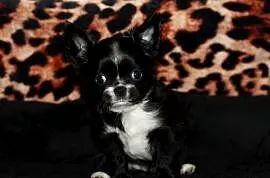 Chihuahua długowłosa suczka ZKwP FCI prawdziwy rodowód!