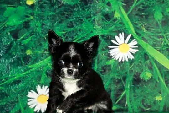 Chihuahua długowłosa suczka ZKwP FCI prawdziwy rodowód!, Zachodniopomorskie, Świnoujście