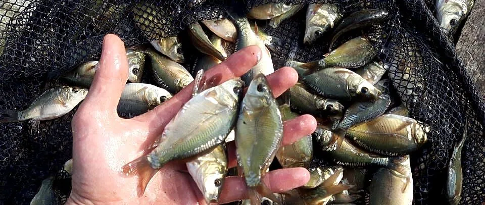 narybek karp amur ryby, Kujawsko-pomorskie, Chełmno
