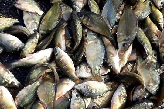 narybek karp amur ryby, Kujawsko-pomorskie, Chełmno