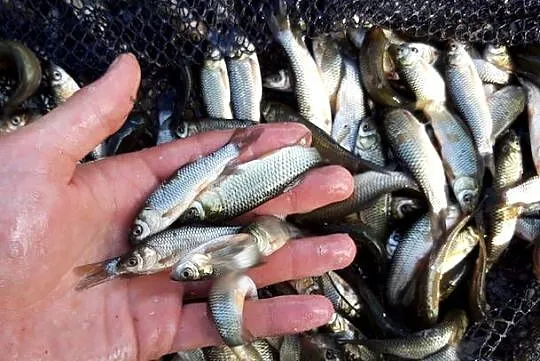 narybek karp amur ryby, Kujawsko-pomorskie, Chełmno