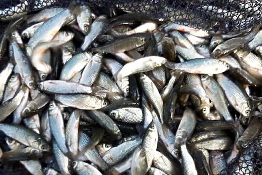 narybek karp amur ryby, Kujawsko-pomorskie, Chełmno