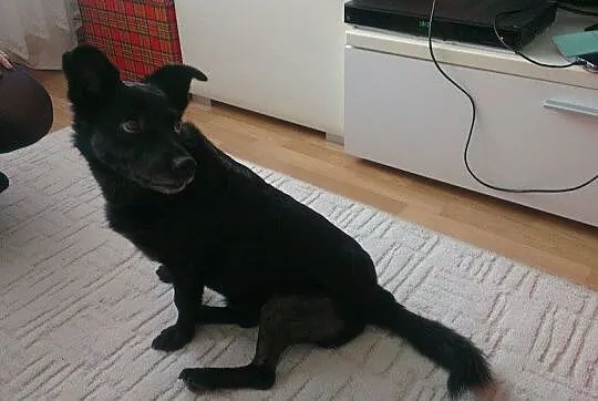 Kita czeka na dom